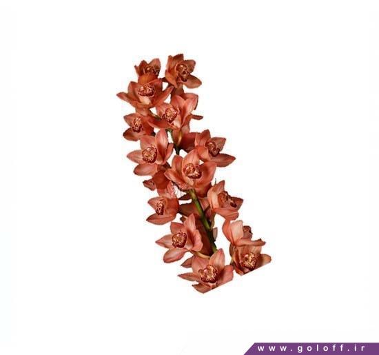 تک شاخه گل ارکیده سیمبیدیوم برونر - Cymbidium Orchid | گل آف